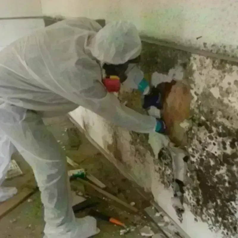 Mold Remediation and Removal in Tinley Park, IL